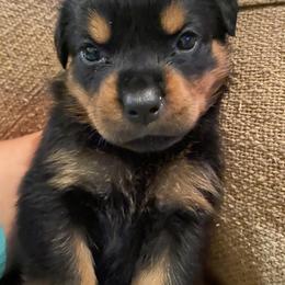 Girl 2 - Jesse/Raquel - Black and mahogany Rottweiler puppy in Linthicum, Maryland from Of The Saints Kennels