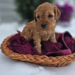 Yellow Collar - Red  male Goldendoodle puppy in Archbold, Ohio from Wurster's Mini Wee Doodles