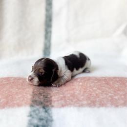 Tucker (longhaired) - Chocolate and tan male Dachshund puppy in Salters, South Carolina from Long-Pine Dachshund