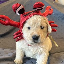 Ms. Teal - Golden female Golden Retriever puppy in Brentwood, California from Golden M Family Farms