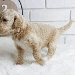Bo - Cream female Labradoodle puppy in Bryantown, Maryland from Doodles on Duty