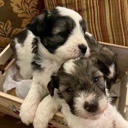 Miniature Schnauzers from Newman Gnaws