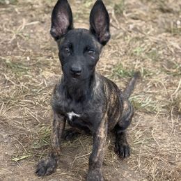 Falko - Black brindle male Dutch Shepherd puppy in Watertown, Connecticut from APACHE CANINE