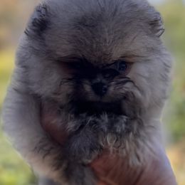 King Solomon - Cream sable male Pomeranian puppy in Sacramento, California from M-J’s AKC Breeder of Merit of Show Pomeranians