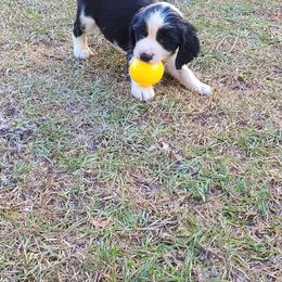 English Springer Spaniel Puppies from Savannah River Springers
