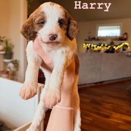 Harry - Parti female Goldendoodle puppy in Olympia, Washington from Salt and Sage Doodles