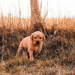 Golden Retriever Puppies from Summit Canine Breeding