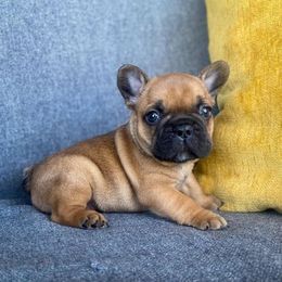 French Bulldog Puppies from Bailey French Bulldogs