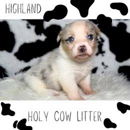 Hyland - Blue merle and white male American Corgi puppy in Greenwood, Indiana from Witch Creek Corgis