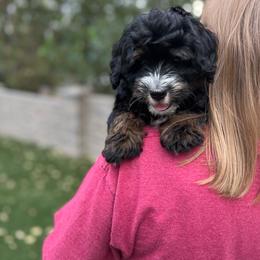 Chad - Black and white male Bernedoodle puppy in Saratoga Springs, Utah from Saratoga Springs Doodles