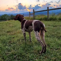 Girlfriend  - German Shorthaired Pointer
