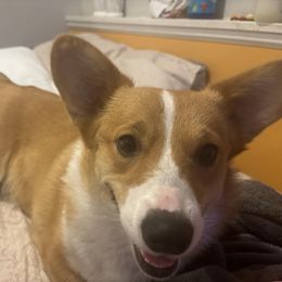 Pembroke Welsh Corgi All Grown Up from Newton Hay & Cattle