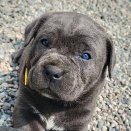 Cane Corso Puppies from Willow Creek Cane Corsos