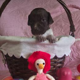 Girl 10 - Liver roan female German Shorthaired Pointer puppy in Banning, California from ⭐🦆 So Cal on Point GSP'S🇺🇲🇩🇪 lg