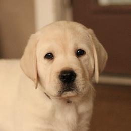Newborn - Yellow male Labrador Retriever puppy in Gilbert, Arizona from Mad Rabbit Labradors