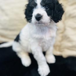 Samson - Black and white male Cavapoo puppy in Natural Bridge, Virginia from Rockbridge Puppies
