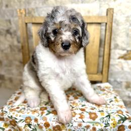 Wren - Merle female Bernedoodle puppy in Midland, Michigan from Northern Charm Farm