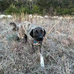 Livia - Anatolian Shepherd Dog