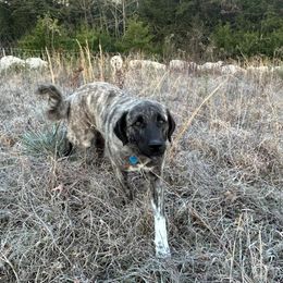 Livia - Anatolian Shepherd Dog
