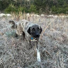 Livia - Anatolian Shepherd Dog