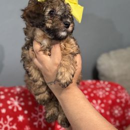 Aussiedoodle, Bernedoodle, Goldendoodle, and Poodle Puppies from Vallevistadoodles