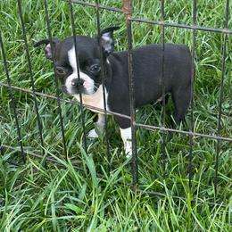 Levi - Black and white male Boston Terrier puppy in Fillmore, Illinois from Wind Hill Puppies