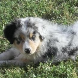 Australian Shepherd Puppies from NiteShade Aussies