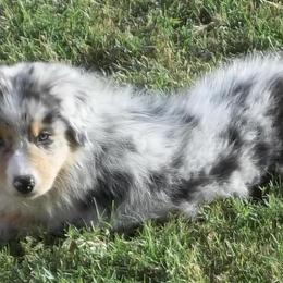 Australian Shepherd Puppies from NiteShade Aussies
