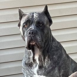 Solara - Cane Corso