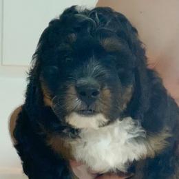 Shirley - Tri-color female Bernedoodle puppy in Daytona Beach, Florida from Lindy’s Doodles