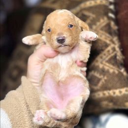 Winter - Buff and white female Cockapoo puppy in West Point, Mississippi from Golden Paws