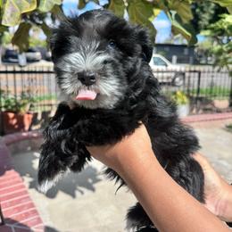 Boy 2 - Black male Miniature Schnauzer puppy in Santa Ana, California from The_K_Schnauzers