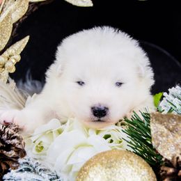 Yuko - White and biscuit male Samoyed puppy in West Jordan, Utah from Rocky Mountain Samoyeds