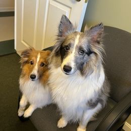 Shetland Sheepdogs from Crystal's Shelties