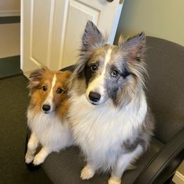 Shetland Sheepdogs from Crystal's Shelties