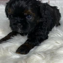 Kairo - Sable male Shih Tzu puppy in Chico, California from North State Shih tzus