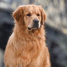 Goldendoodles and Golden Retrievers from Deer Creek Goldens of WV