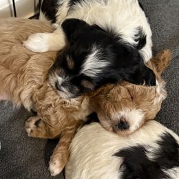 Cavapoo Puppies from Palmetto Companion Puppies