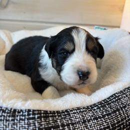 Rudolph - Black tri-color male Australian Shepherd puppy in Morrow, Ohio from OakHaven Acres Aussies