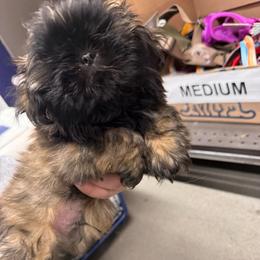Kobe - Tricolor male Shih Tzu puppy in Azusa, California from RJ Shih Tzu lover