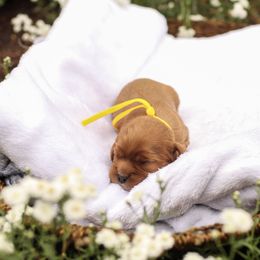 Fiona - Ruby female Cavalier King Charles Spaniel puppy in New Holland, Pennsylvania from Mountain Breeze Puppies