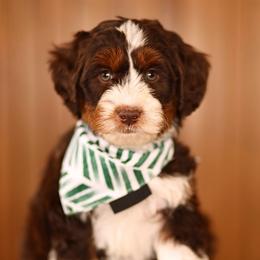 Chocolate tri - male Australian Mountain Doodle puppy in Spanish Fork, Utah from Little Puppy Co.