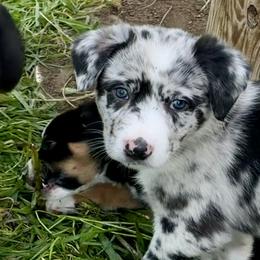 TinMan - Blue merle male Australian Koolie puppy in West Richland, Washington from KittyHawkKoolies