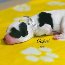 Pick Number 4 - Black and white male Sheepadoodle puppy in Spokane, Washington from Downriver Doodles