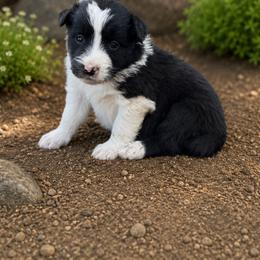 Toothless - Black and white male Border Collie puppy in Sanger, California from Flying M Cactus Ranch Buddies