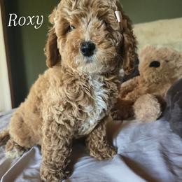 Bernedoodle and Goldendoodle Puppies from 4goldendoodles