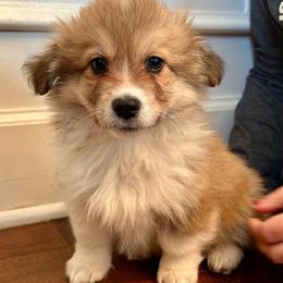 Orange Collar Boy Jingle - Red male Pembroke Welsh Corgi puppy in Paris, Kentucky from Flat Run Corgis
