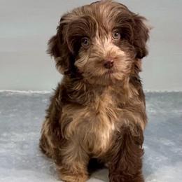 Kit Kat - Merle female Cavapoo puppy in Van Alstyne, Texas from Home Grown Puppies