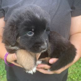 Cosmo - Black tri male Miniature American Shepherd puppy in Ruffin, North Carolina from Valkyrie Adventures