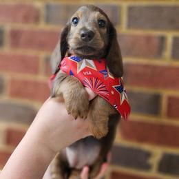 Ashoka- AKC- RARE Blue and Red coloring - Blue and tan female Dachshund puppy in Loganville, Georgia from Royal Dackel Haus